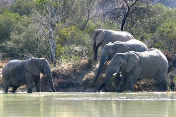 Hotel Kwafubesi Tented Safari Camp - Bild 5