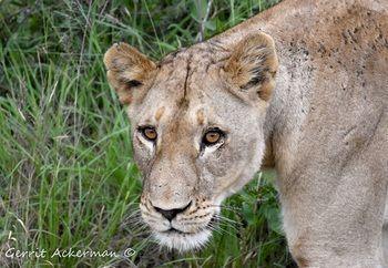 Hotel Elephant Plains Game Lodge - Bild 3