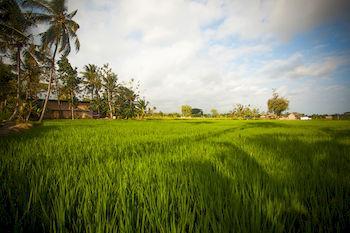 Hotel Anulekha Resort & Villas Ubud - Bild 5