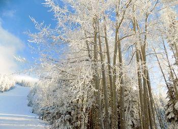 Hotel Country Inn & Suites by Radisson, Flagstaff, AZ - Bild 2