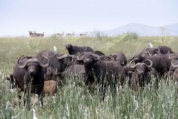 Hotel Shayamoya Lodge - Bild 2