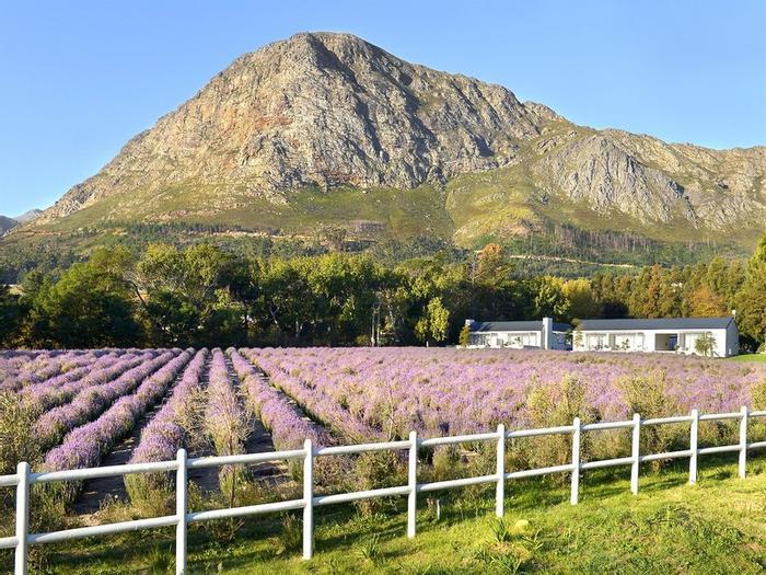 Hotel Lavender Farm Guest House - Bild 1