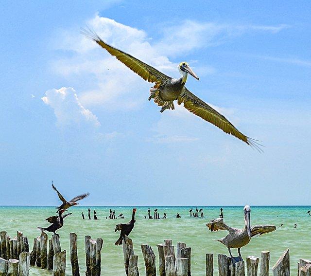 Isla Holbox in Mexiko erleben