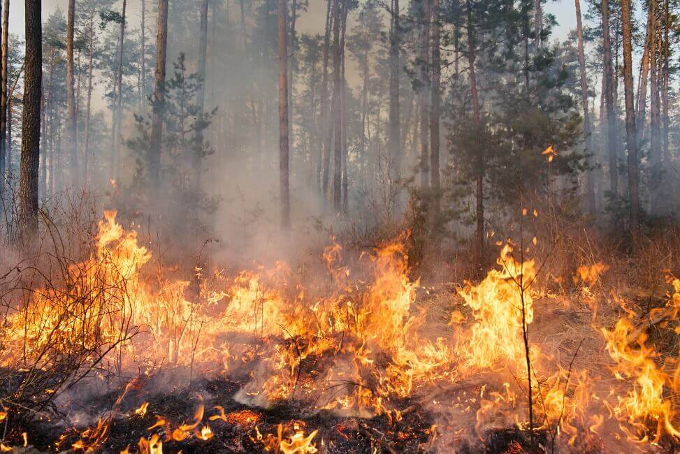 Waldbrand in Schweden: Das müsst ihr jetzt wissen