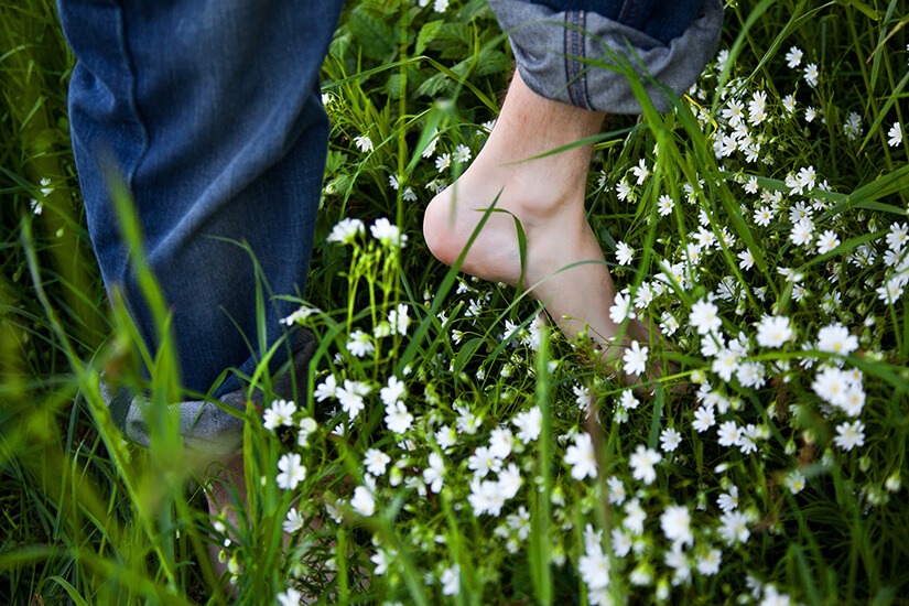 Im Gras lauern Zecken