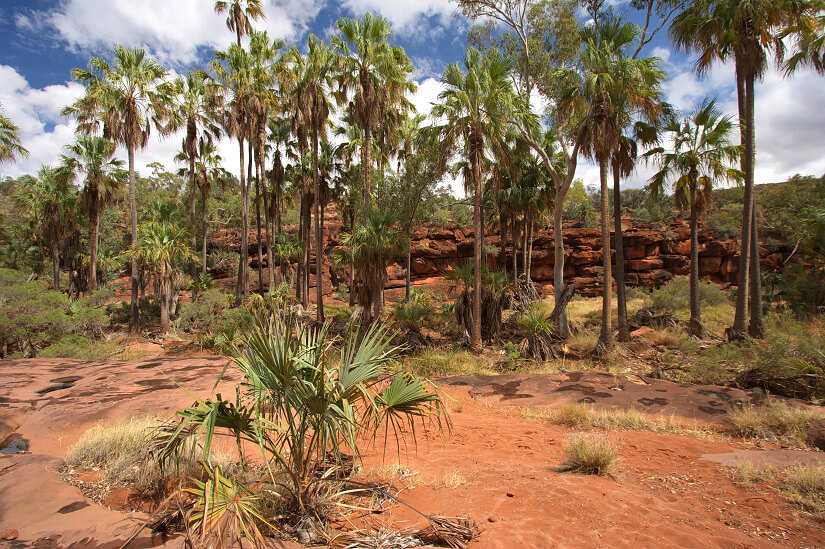 Das Palm Valley im Northern Territory