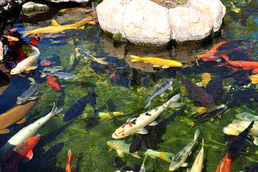 Karpfen im Aquarium von Palma