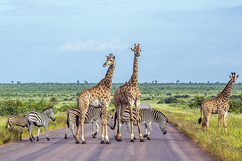 Giraffen und Zebras on Tour