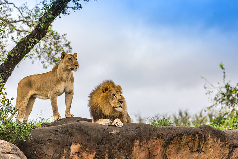 Löwen auf einer Safari beobachten