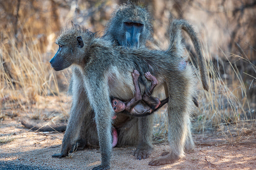 Eine Pavianfamilie im Krüger Nationalpark