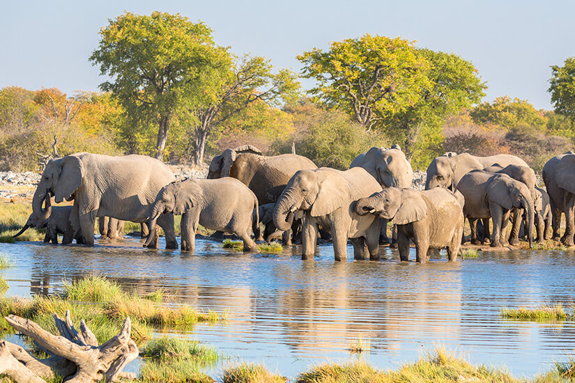 1568185998_Etosha