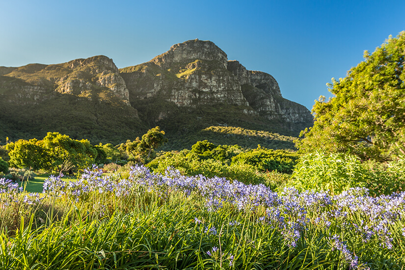 Blumenpracht im Kirstenbosch Garden