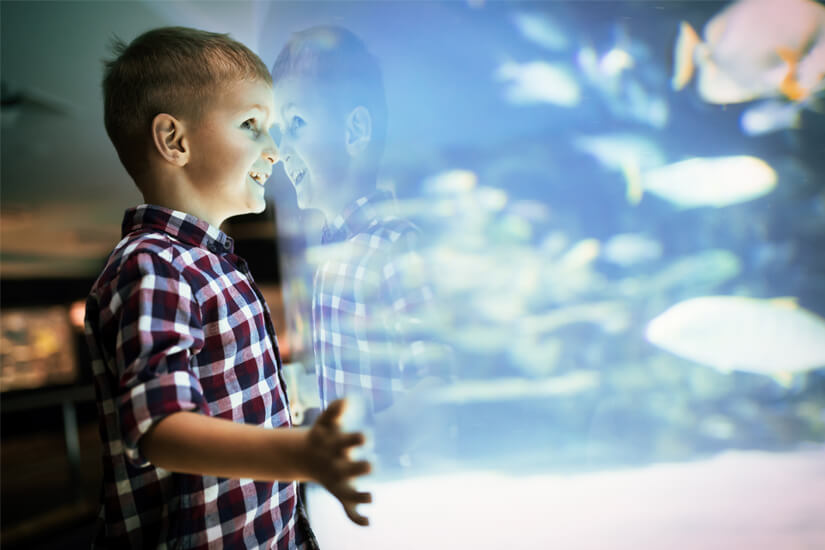 Fische beobachten im Aquarium