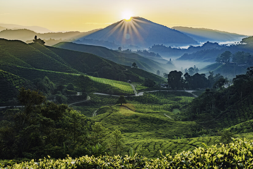 Teeplantagen in den Cameron Highlands