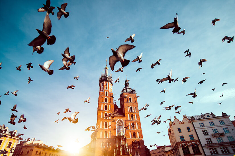 Tauben sind vor der Marienkirche ein gewohntes Bild