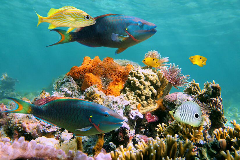 Unterwasserwelt der Karibik