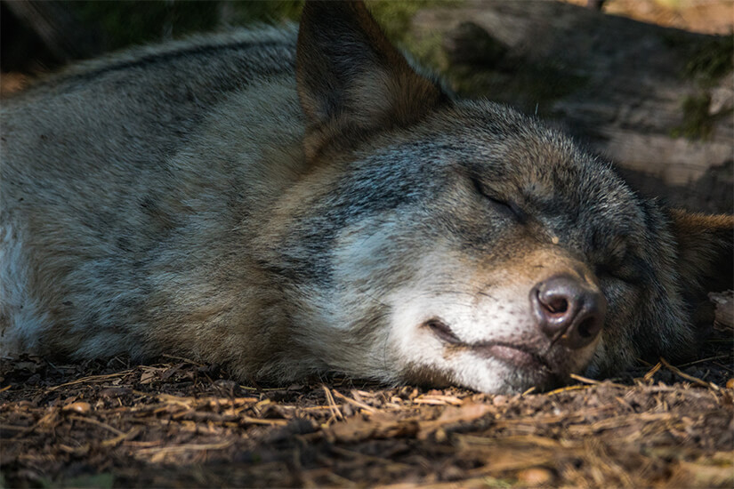 Wolf im Park Argonne Decouverte