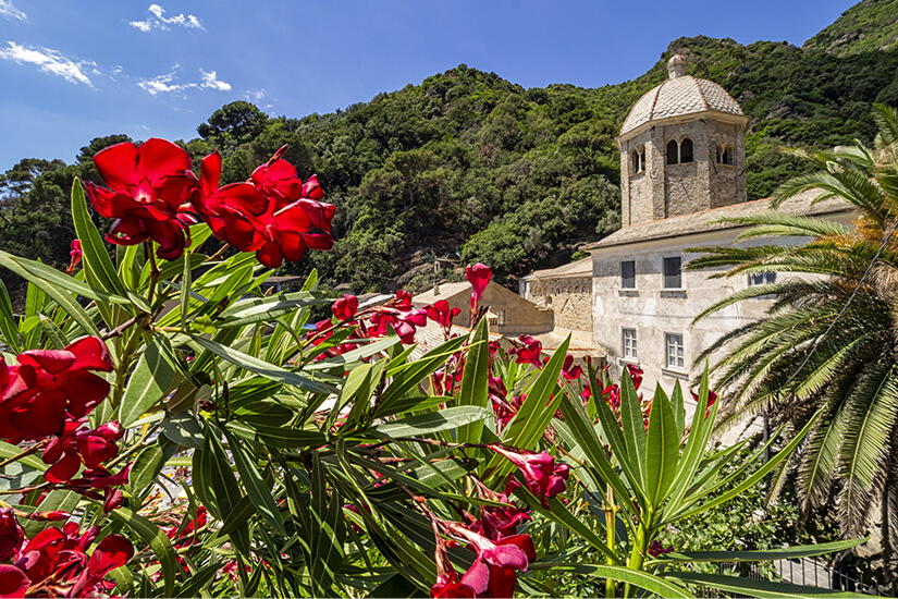 Blumenpracht in San Fruttuoso