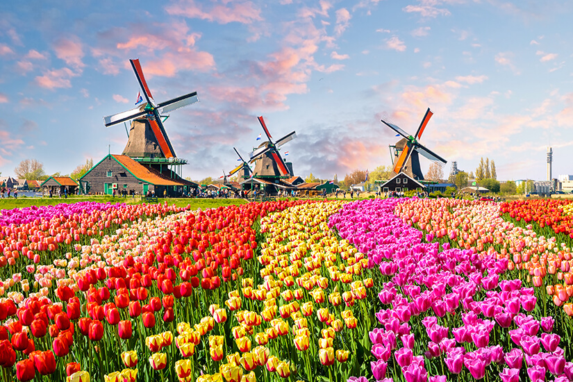 Tulpenfelder und Windmuehlen bei Amsterdam