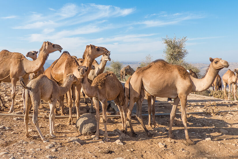 Dromedare im Jebel-Gebirge