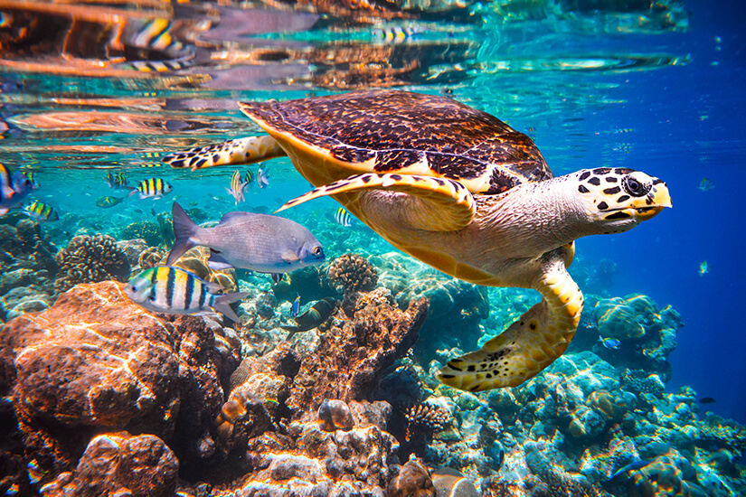 Echte Karettschildkröte im Roten Meer