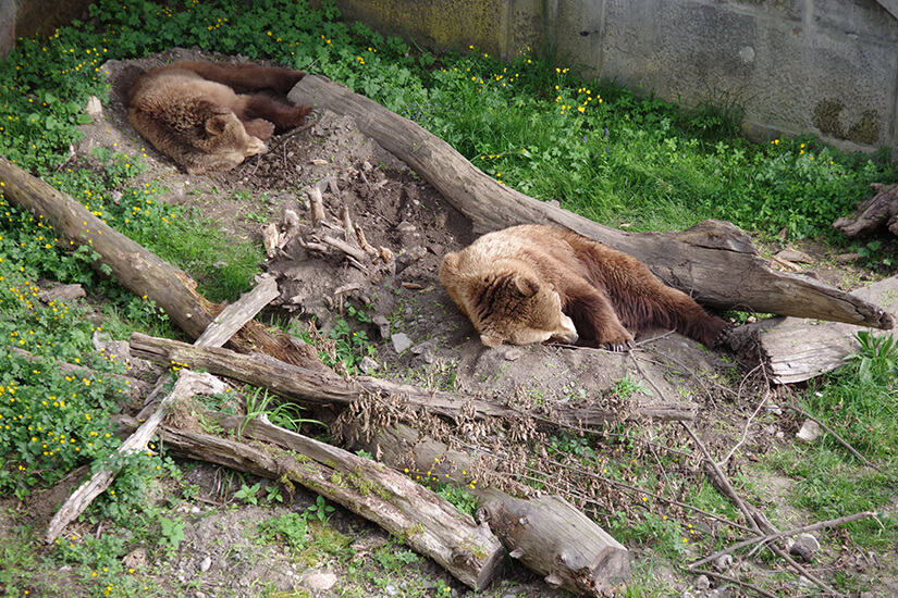 Baeren im Tierpark Bern