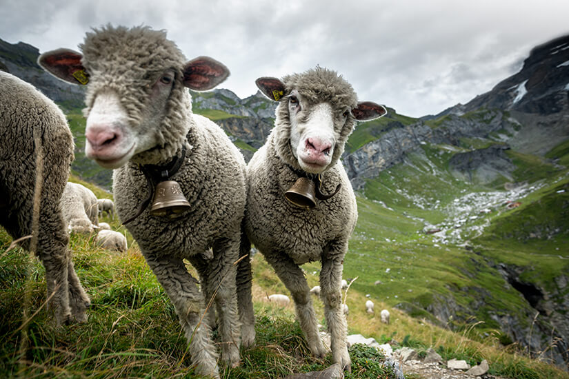 Neugierige Schafe nahe des Kandersteg