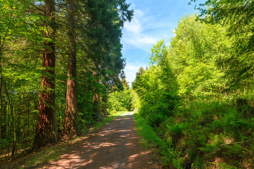 Wandern im Westerwald