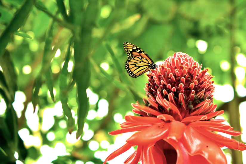 Schmetterling im Benalmadena Park