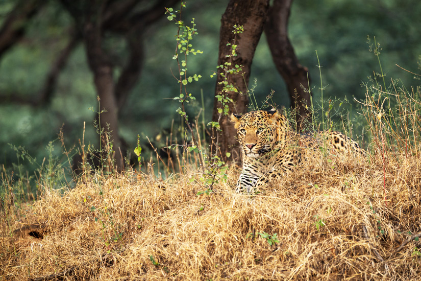 Nahargarh Biological Park ist ein Wildtierpark