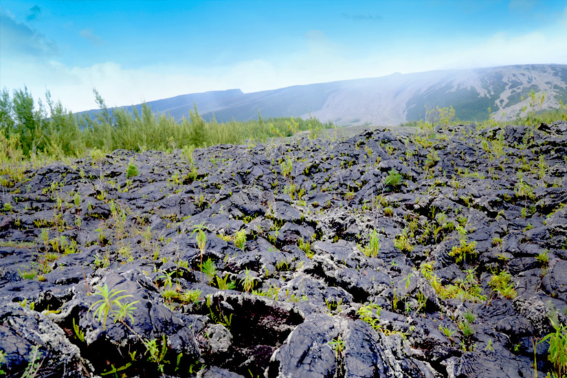 Pflanzen spriessen in den Coulees de Lava