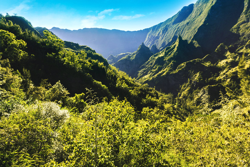 Buschvegetation im Cirque de Cilaos