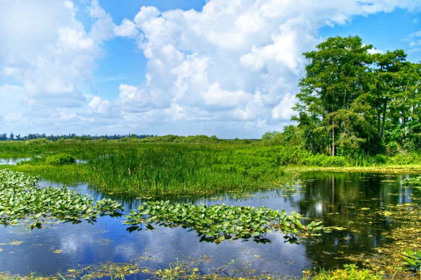 Ueppige Vegetation in den Everglades