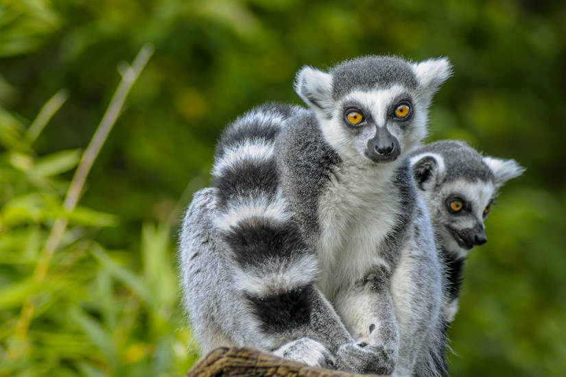 Madagaskar-Lemuren