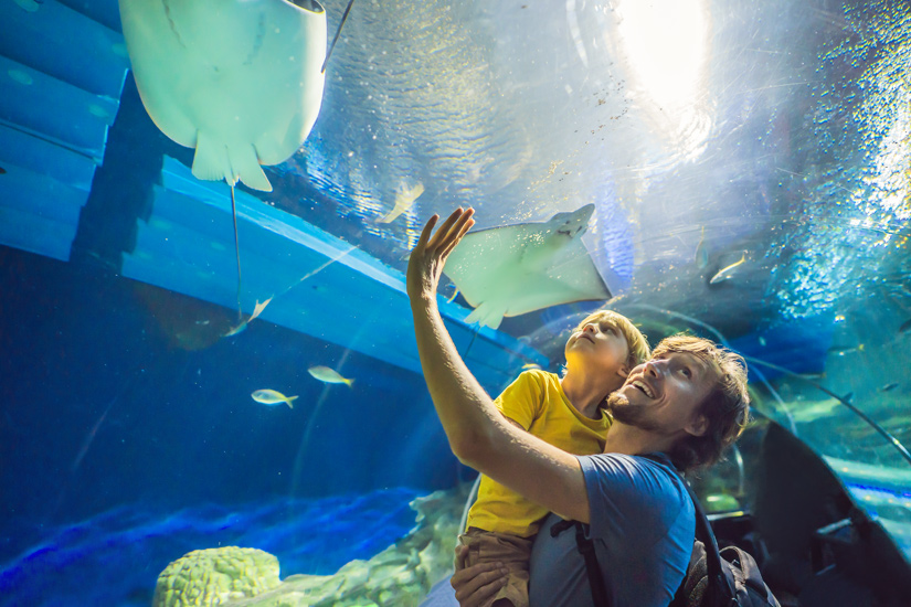 Tiere-Dubai-Aquarium