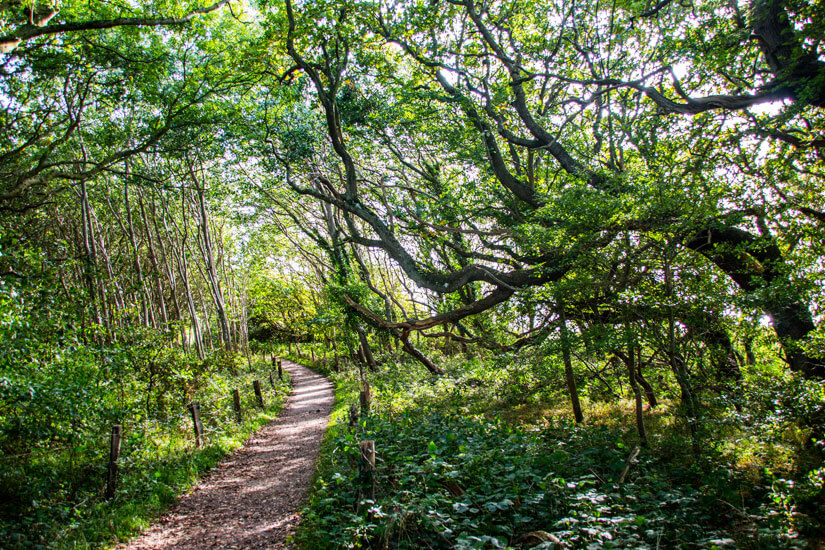 Wanderweg in der Geltinger Birg