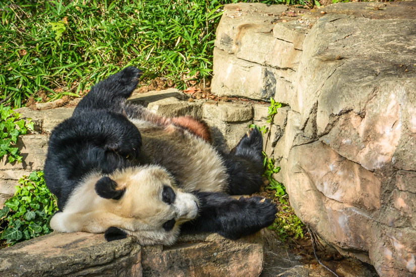 Panda im Smithsonian National Zoological Park