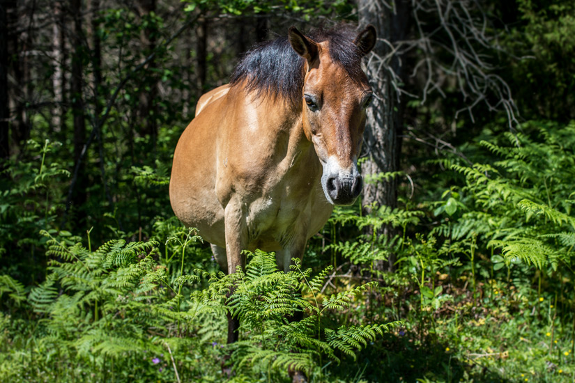 Pony auf Gotland