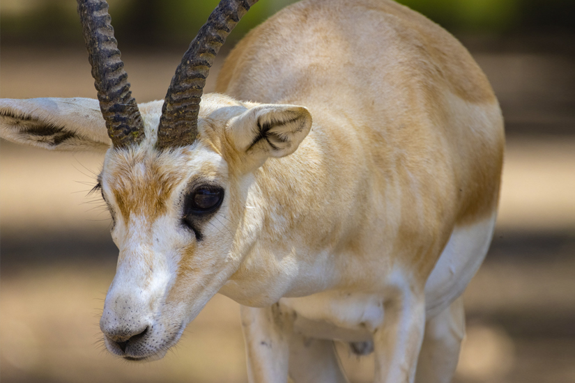 Gazelle-Wildlife-Park-Abu-Dhabi