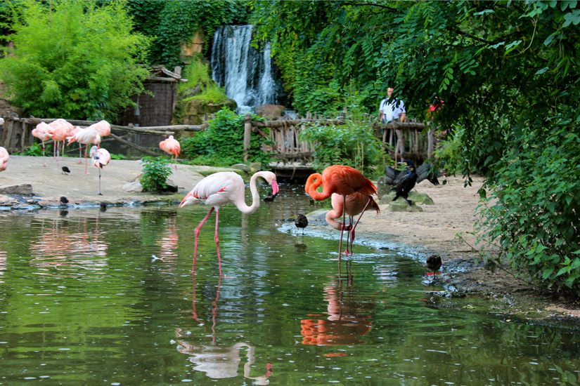 Flamingos-im Erlebnis-Zoo-Hannover