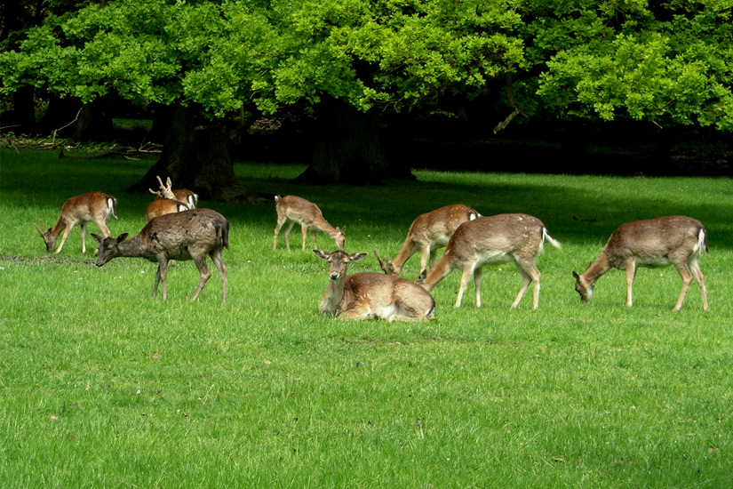 Grasendes-Wild-im-Tiergarten