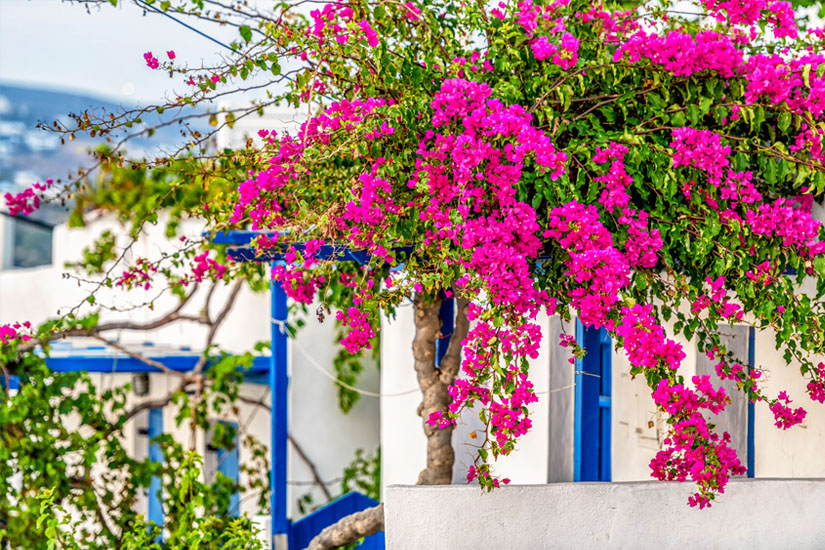 Bluehende-Bougainville-im-Sommer-auf-Paros