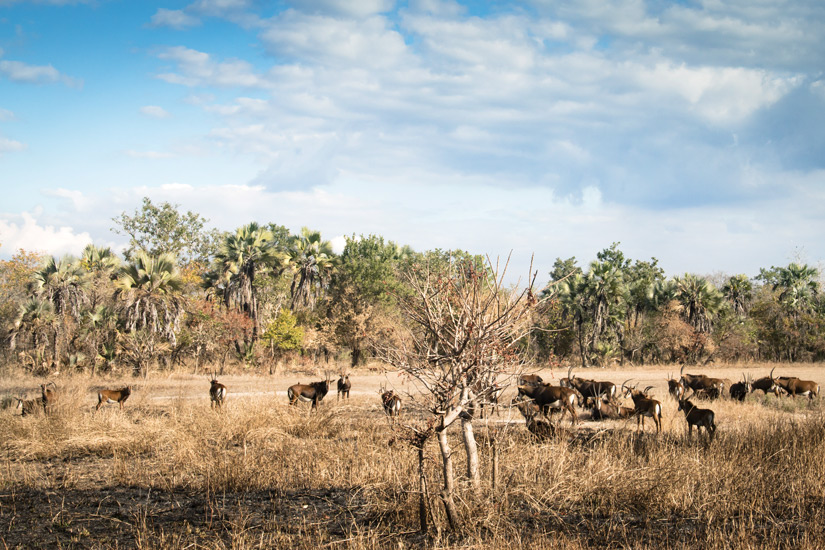 Tiere-Gorongosa-Nationalpark