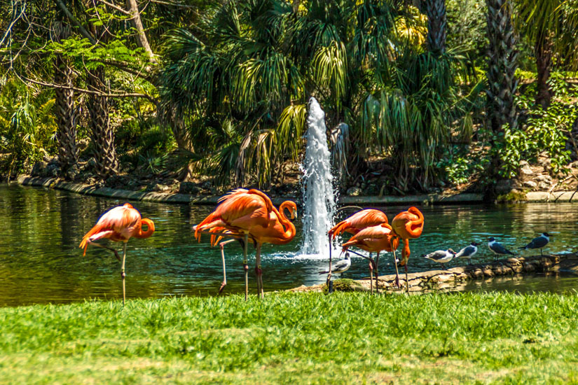 lamingos-im-Busch-Gardens-Tampa-Bay-Park