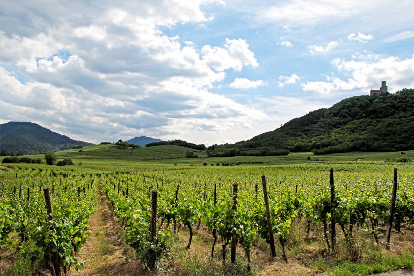 Das-Elsass-im-Sommer