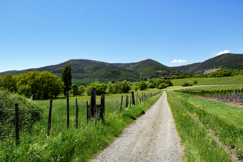 Durch-Weinfelder-wandern