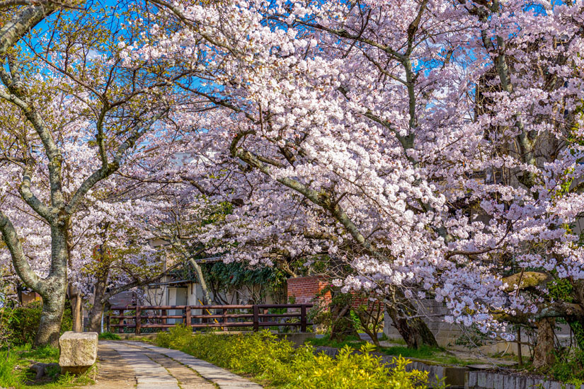 Philosophenweg-in-Kyoto