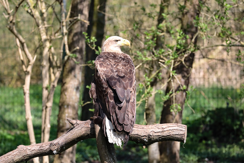 Adler-Vogelpark-Niendorf