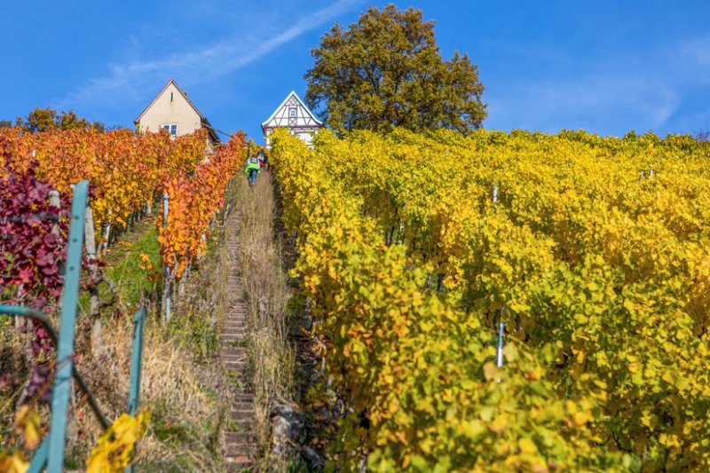 Deutsche Weinstraße In Der Pfalz: Orte, Aktivitäten & Tipps