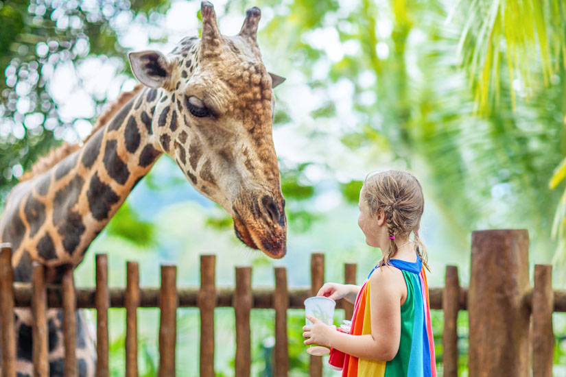 Giraffen-fuettern-Safari-Park